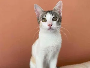 Gato raça Srd idade 2 a 6 meses nome Mel