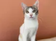 Mel
