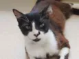 CHIQUINHO