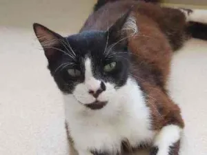 Gato raça Srd idade 1 ano nome CHIQUINHO