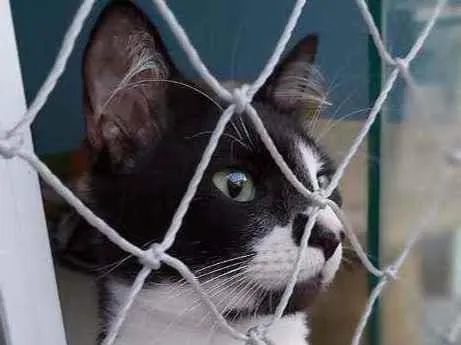 Gato ra a Srd idade 1 ano nome CHIQUINHO