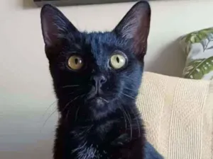 Gato raça Srd idade 2 a 6 meses nome Liz