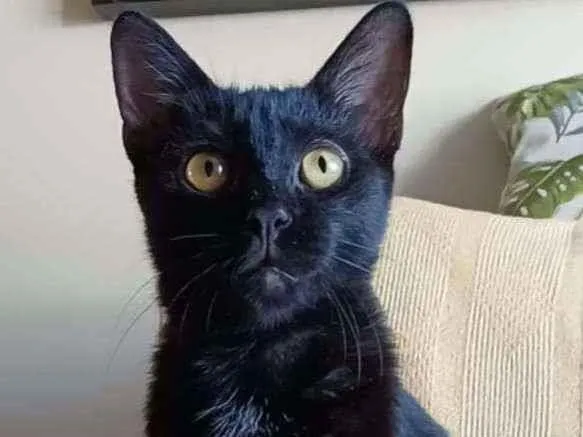Gato ra a Srd idade 2 a 6 meses nome Liz