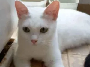 Gato raça Srd idade 1 ano nome Maria