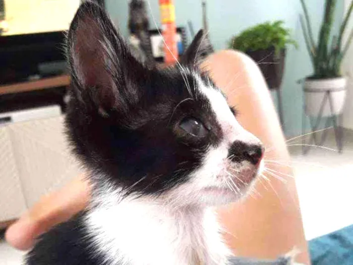 Gato ra a SRD idade 2 a 6 meses nome Sem nome