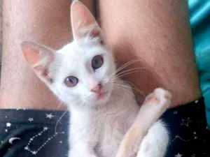 Gato raça SRD idade 2 a 6 meses nome Filhotes 