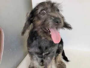 Cachorro raça SRD idade 2 a 6 meses nome ZYON