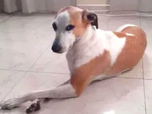 Cachorro raça Vira-lata  idade 3 anos nome Maggie