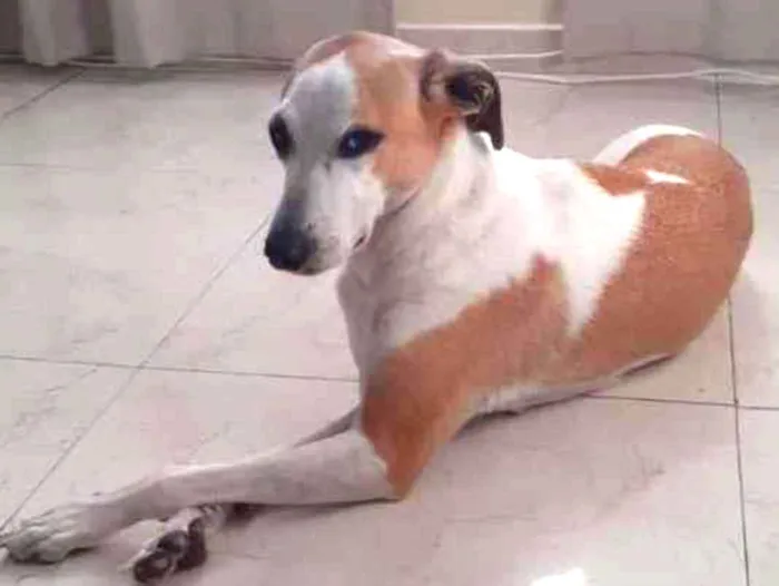 Cachorro ra a Vira-lata  idade 3 anos nome Maggie