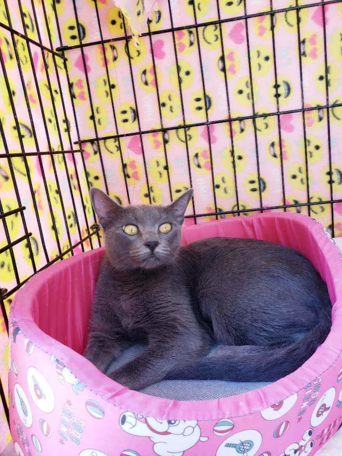 Gato raça Srd  idade 1 ano nome Charlotte