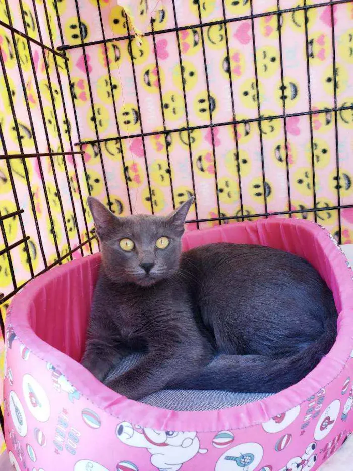 Gato raça Srd  idade 1 ano nome Charlotte