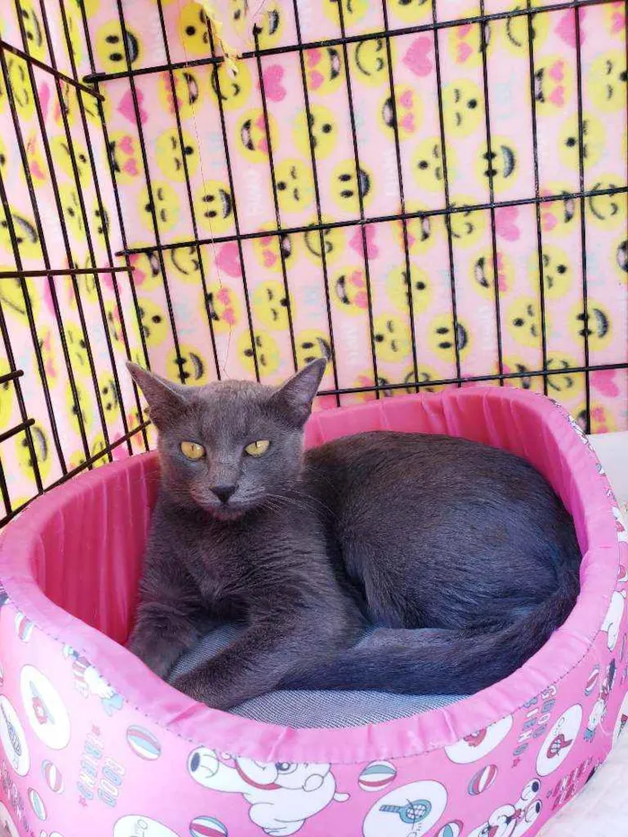 Gato raça Srd  idade 1 ano nome Charlotte