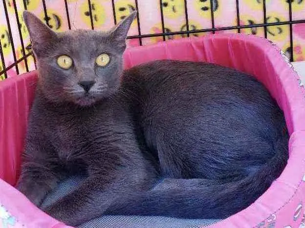 Gato raça Srd  idade 1 ano nome Charlotte