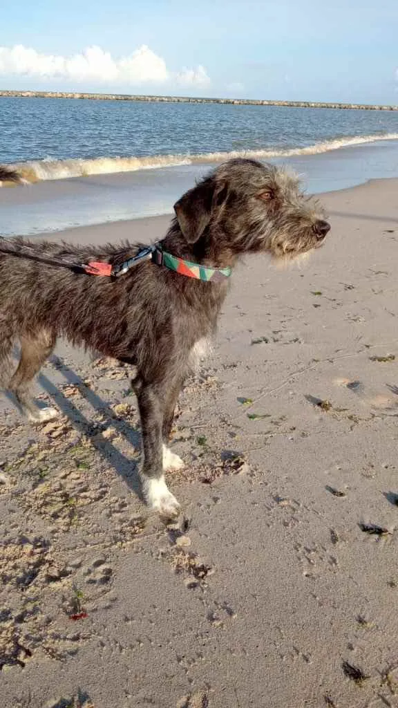 Cachorro ra a SRD idade 3 anos nome Caruso