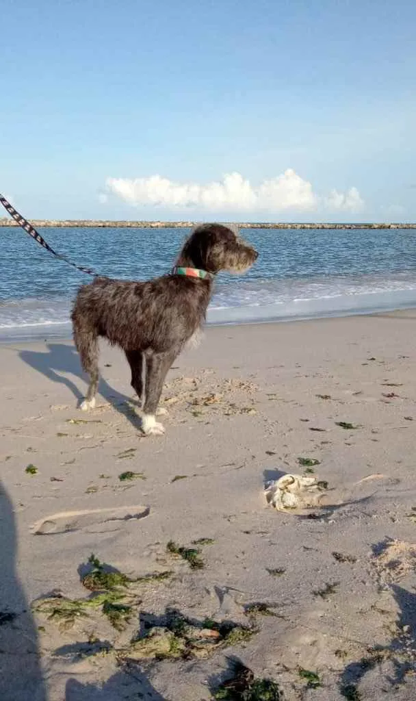 Cachorro ra a SRD idade 3 anos nome Caruso