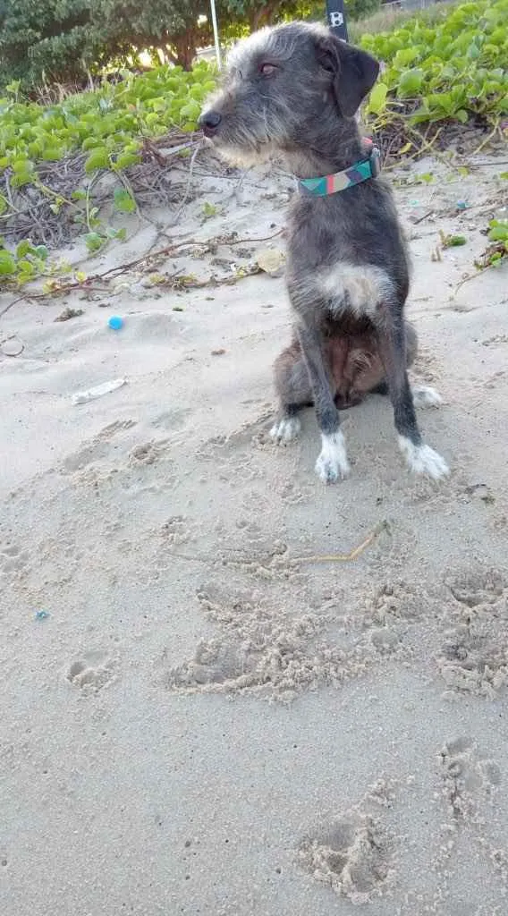 Cachorro ra a SRD idade 3 anos nome Caruso