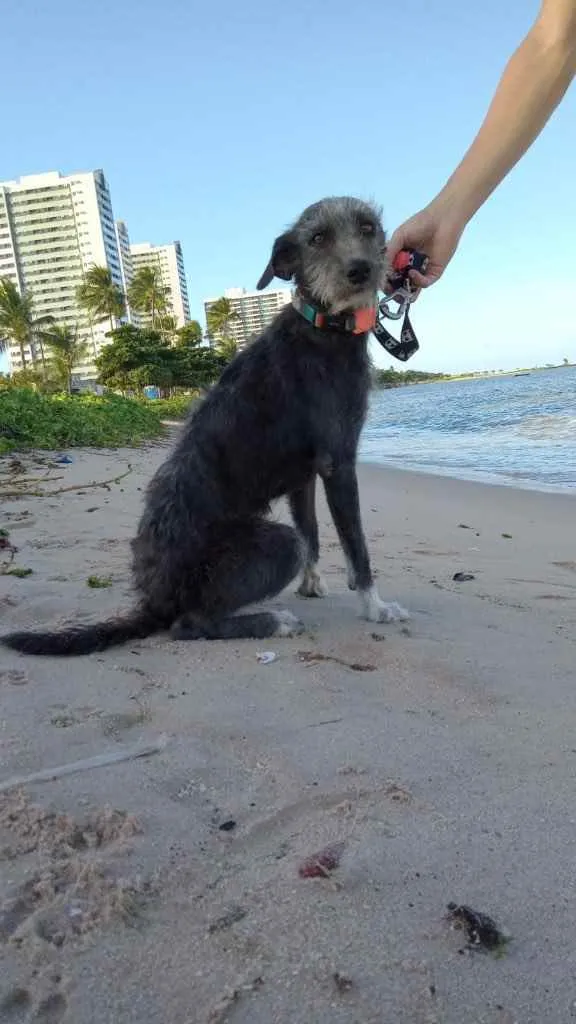 Cachorro ra a SRD idade 3 anos nome Caruso