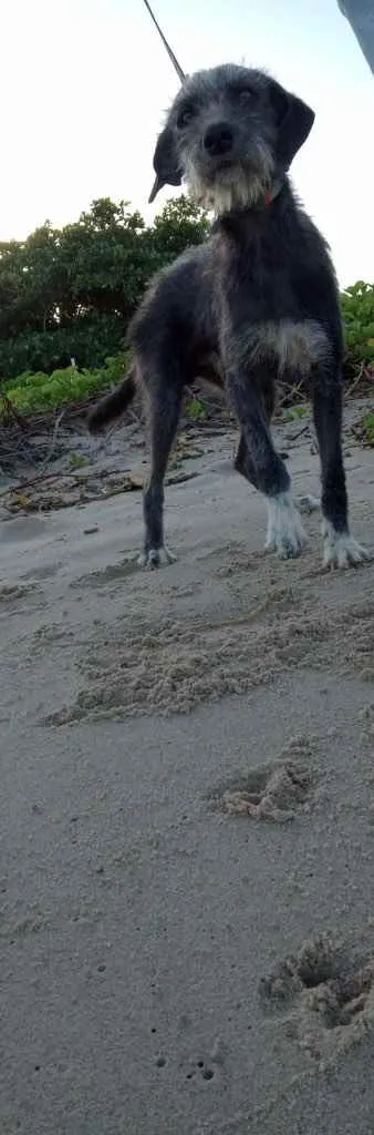 Cachorro ra a SRD idade 3 anos nome Caruso