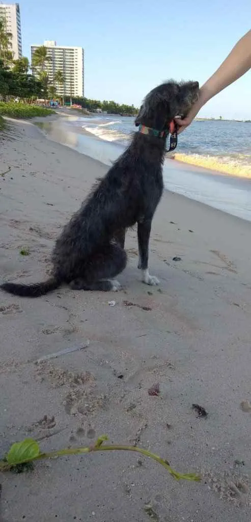 Cachorro ra a SRD idade 3 anos nome Caruso