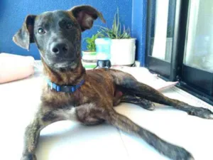 Cachorro raça Não definida idade 7 a 11 meses nome Tigrão 