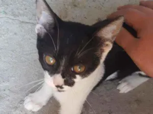 Gato raça Gato idade 2 a 6 meses nome John