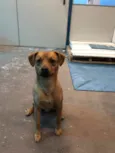 Pequeno