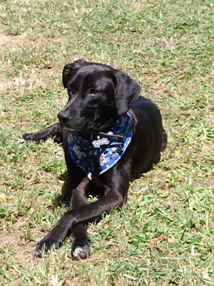 Cachorro ra a Srd idade 1 ano nome Bidu
