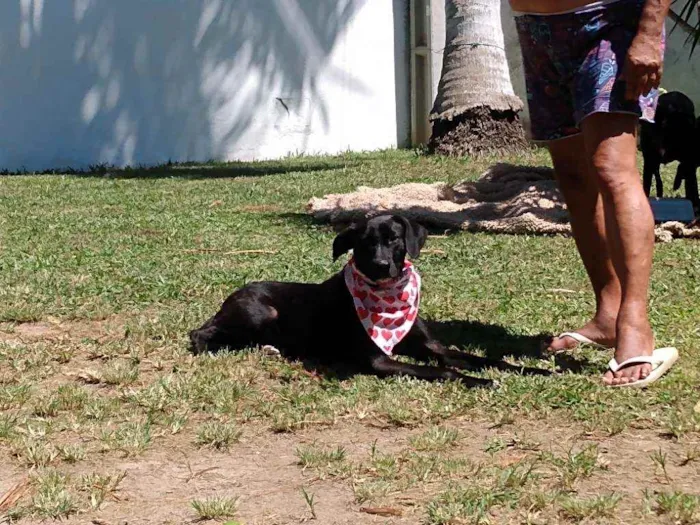 Cachorro ra a Srd idade 1 ano nome Bidu