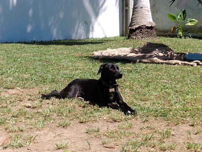 Cachorro ra a Srd idade 1 ano nome Bidu