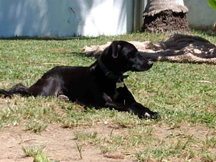 Cachorro ra a Srd idade 1 ano nome Bidu