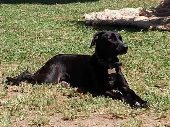 Cachorro ra a Srd idade 1 ano nome Bidu
