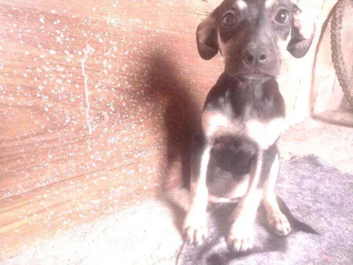 Cachorro ra a Não definido idade 2 a 6 meses nome Gerald
