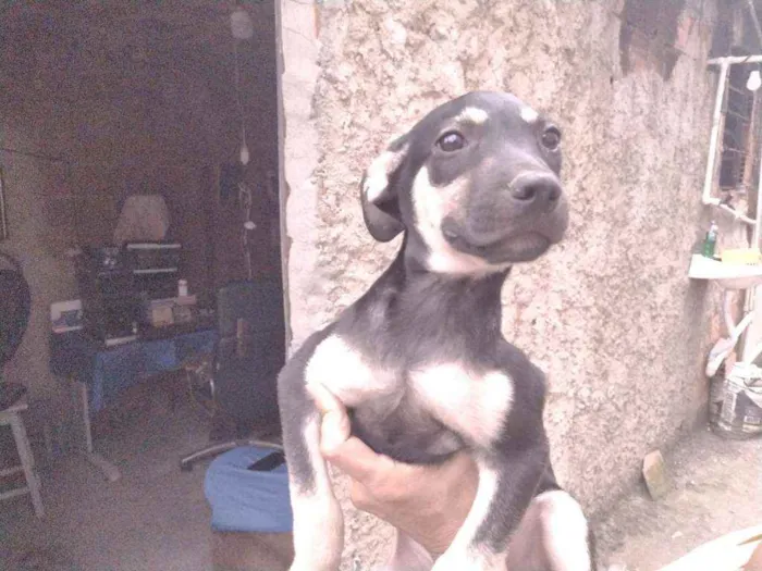 Cachorro ra a Não definido idade 2 a 6 meses nome Gerald