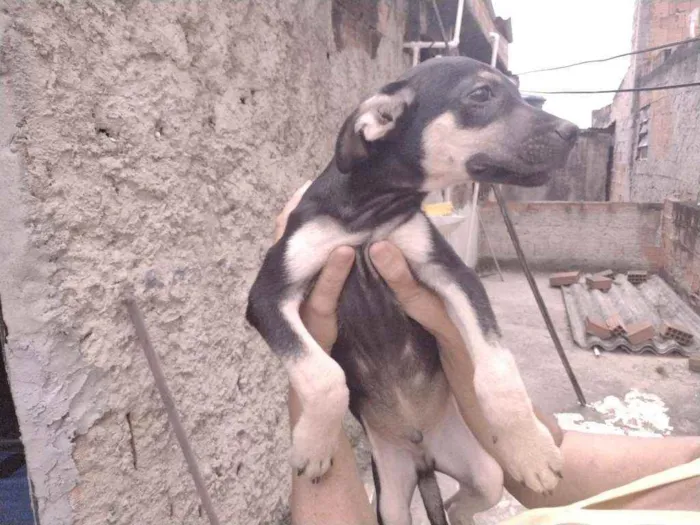 Cachorro ra a Não definido idade 2 a 6 meses nome Gerald