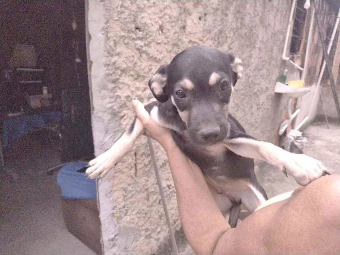 Cachorro ra a Não definido idade 2 a 6 meses nome Gerald