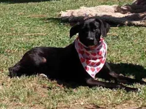 Cachorro raça Mestiço  idade 1 ano nome Rocco