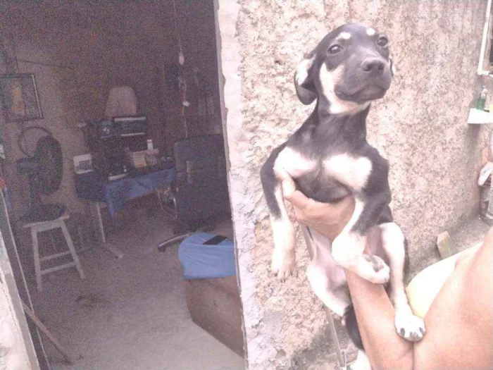 Cachorro ra a Não definido idade 2 a 6 meses nome Gerald