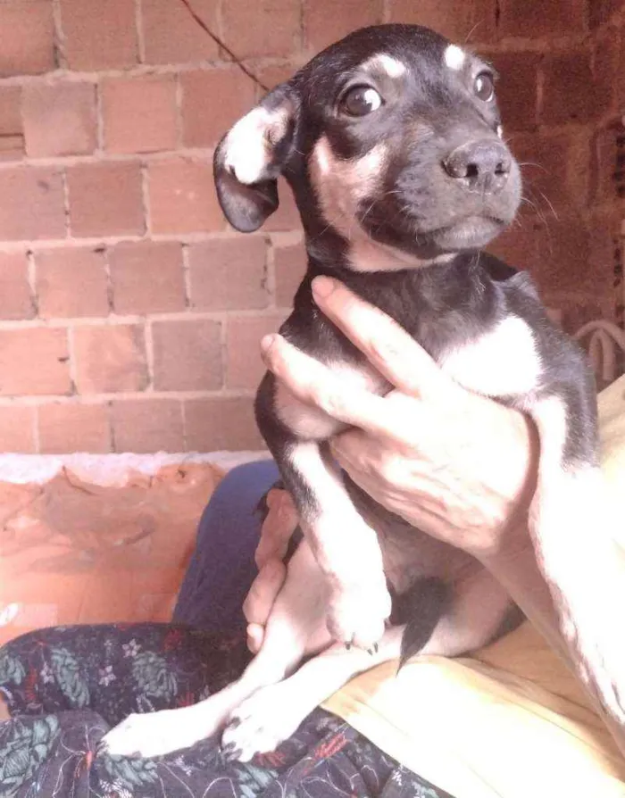 Cachorro ra a Não definido idade 2 a 6 meses nome Gerald