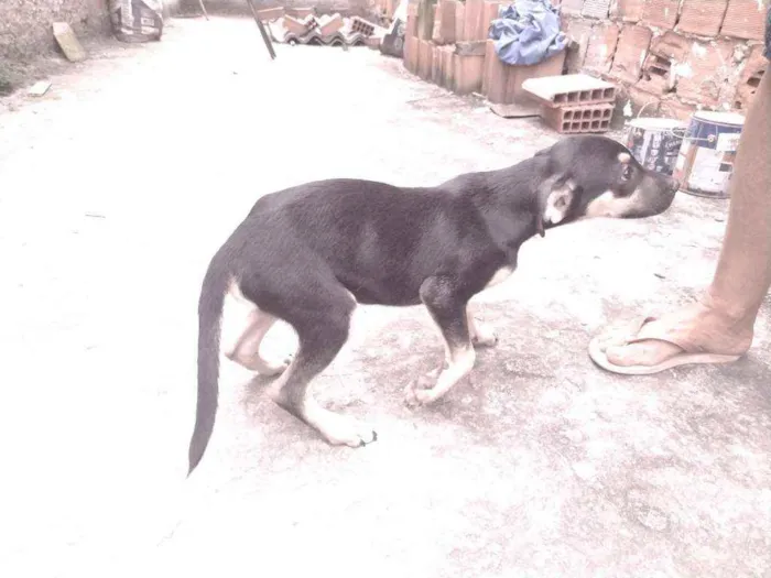 Cachorro ra a Não definido idade 2 a 6 meses nome Gerald