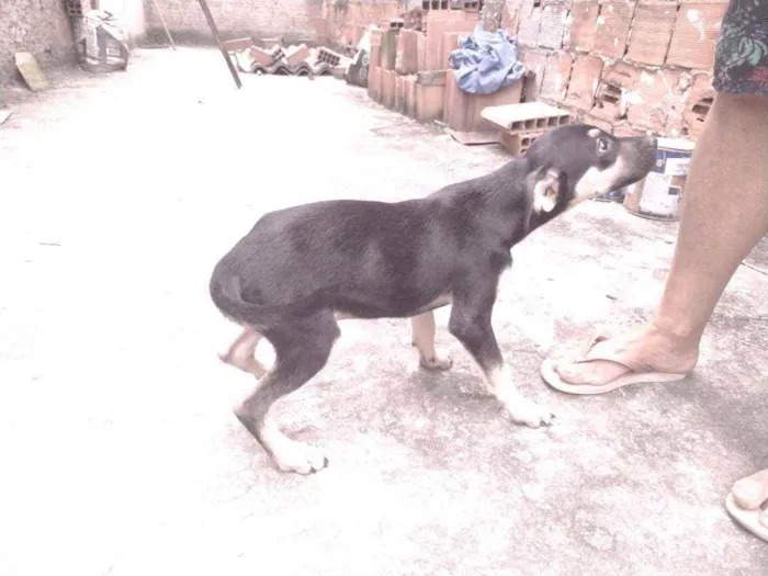 Cachorro ra a Não definido idade 2 a 6 meses nome Gerald