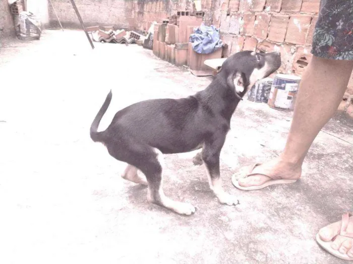 Cachorro ra a Não definido idade 2 a 6 meses nome Gerald