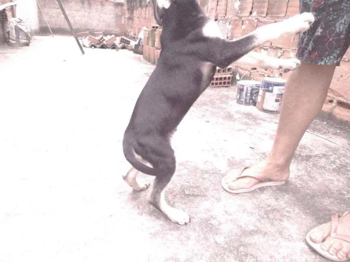 Cachorro ra a Não definido idade 2 a 6 meses nome Gerald