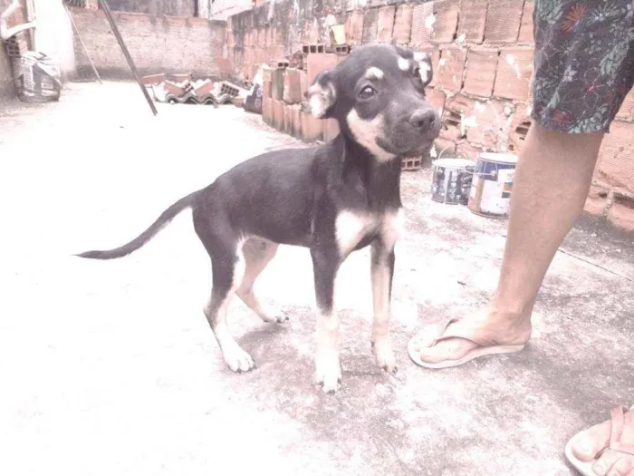 Cachorro ra a Não definido idade 2 a 6 meses nome Gerald