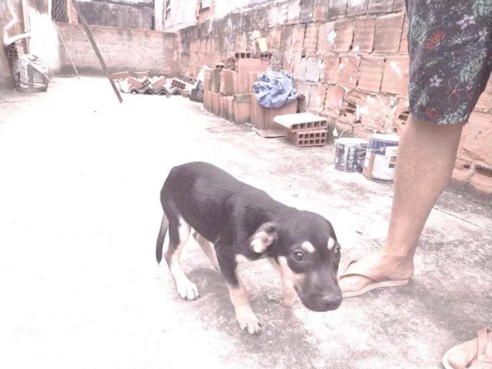Cachorro ra a Não definido idade 2 a 6 meses nome Gerald