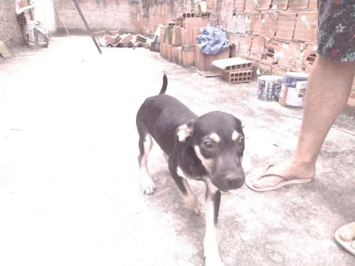 Cachorro ra a Não definido idade 2 a 6 meses nome Gerald