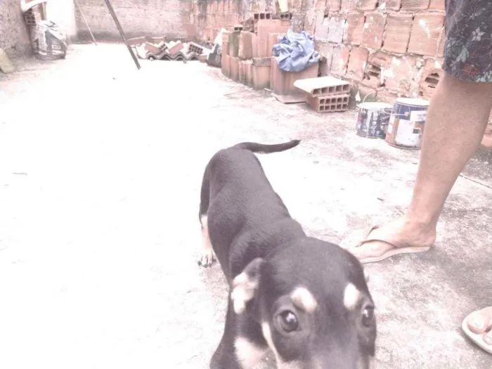 Cachorro ra a Não definido idade 2 a 6 meses nome Gerald