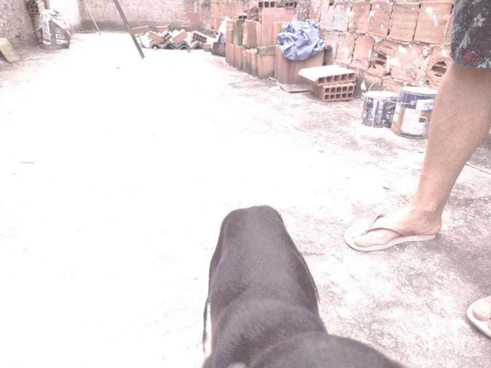 Cachorro ra a Não definido idade 2 a 6 meses nome Gerald