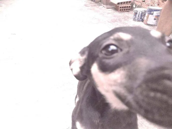 Cachorro ra a Não definido idade 2 a 6 meses nome Gerald