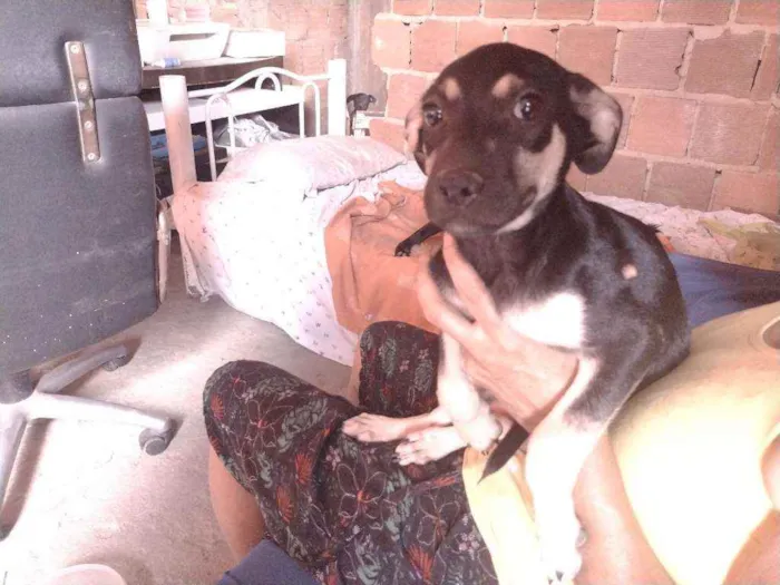 Cachorro ra a Não definido idade 2 a 6 meses nome Gerald