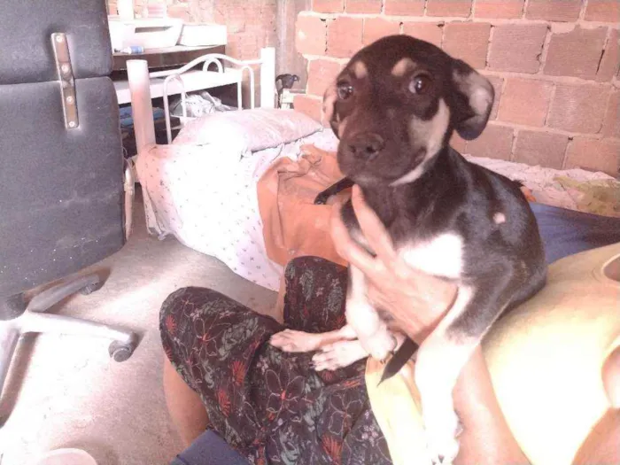 Cachorro ra a Não definido idade 2 a 6 meses nome Gerald